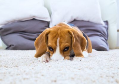 Pet Stain & Odor Removal