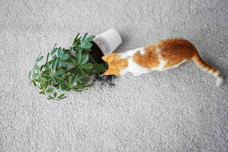 Pet Stain Odor Removal Service