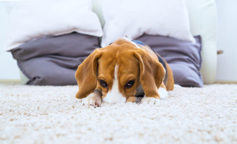 Pet Stain Odor Removal