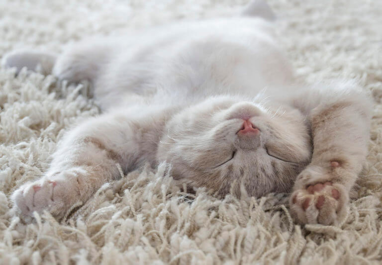 Pet Stain